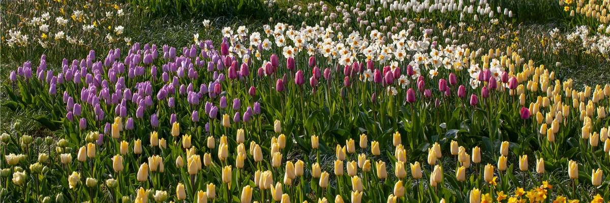 Blumenzwiebeln als Frühjahrsboten – eine farbenfrohe Zeit