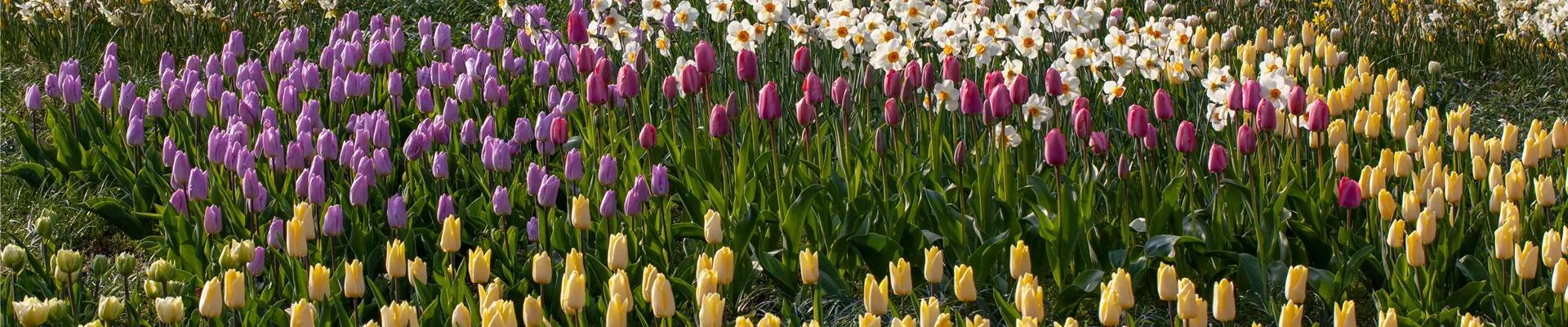 Blumenzwiebeln als Frühjahrsboten – eine farbenfrohe Zeit