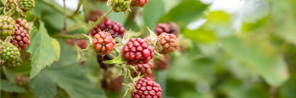 Im Frühjahr Brombeeren pflanzen für eine erfolgreiche Ernte