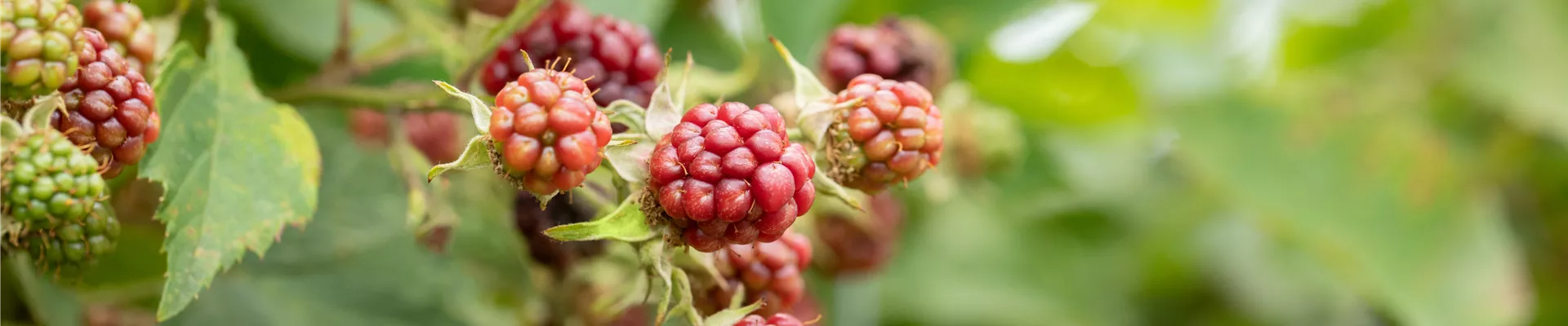 Im Frühjahr Brombeeren pflanzen für eine erfolgreiche Ernte