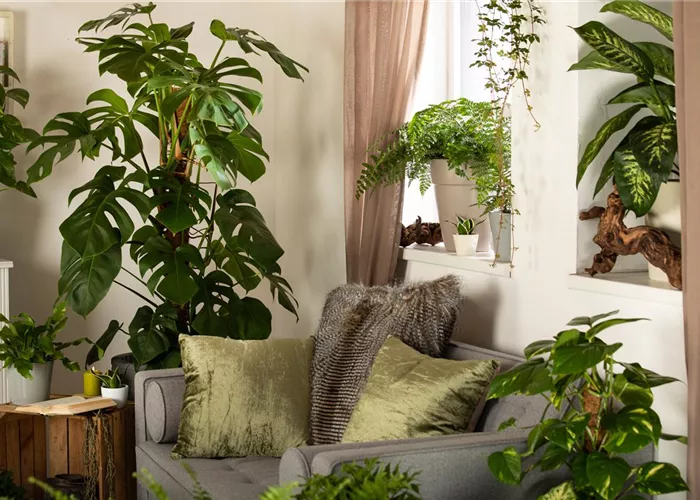 Dekorative Zimmerpflanzen bringen den Urban Jungle ins Haus