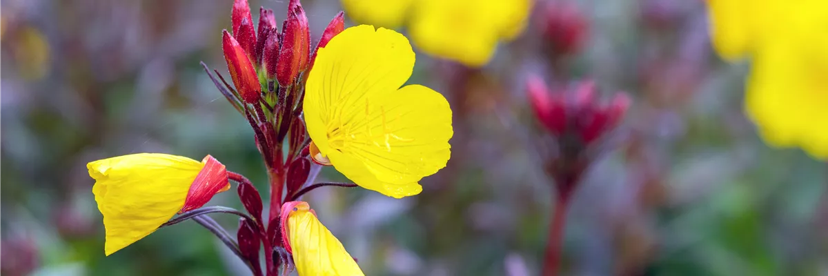 Oenothera fruticosa 'Fyrverkeri'