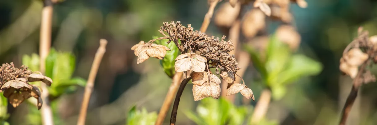 Hortensien schneiden ist gar nicht so einfach – oder doch?