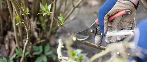 Hortensien schneiden ist gar nicht so einfach – oder doch?