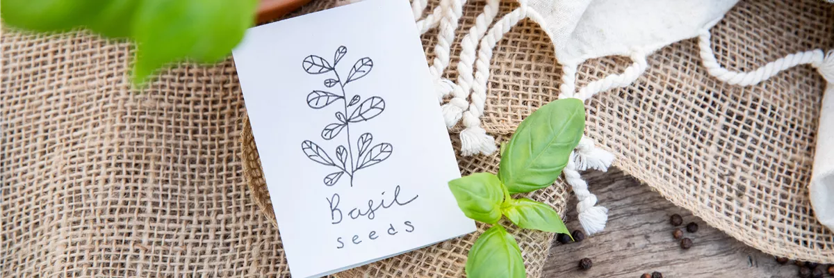 Basilikum Saatgut