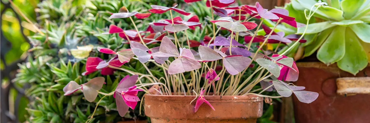 Oxalis triangularis subsp. papilionacea