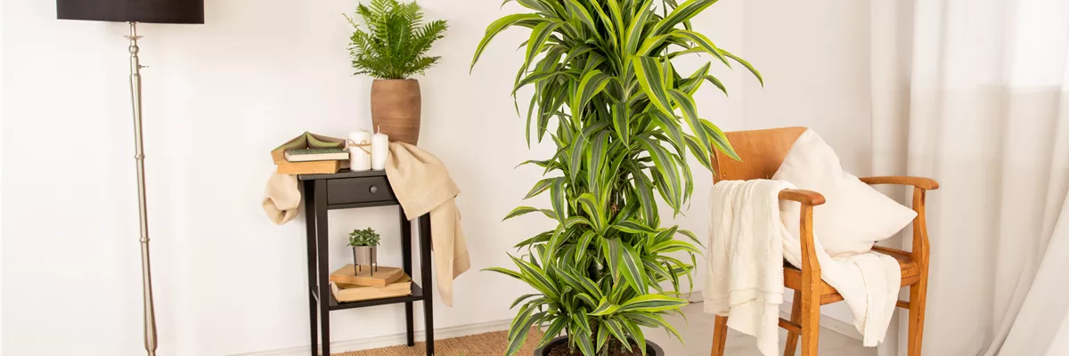 Dracaena fragrans 'Lemon Lime'