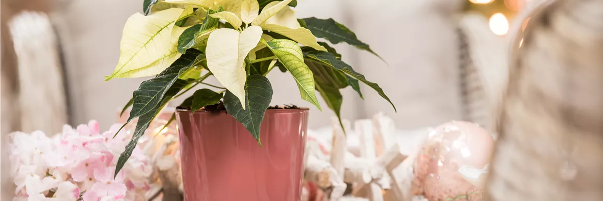 Euphorbia pulcherrima, weiß