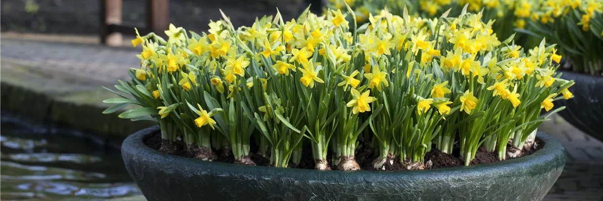 Narcissus cyclamineus 'Tête à Tête'