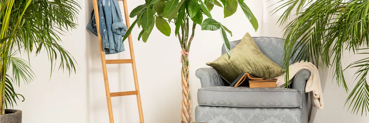 Pachira aquatica, Stamm