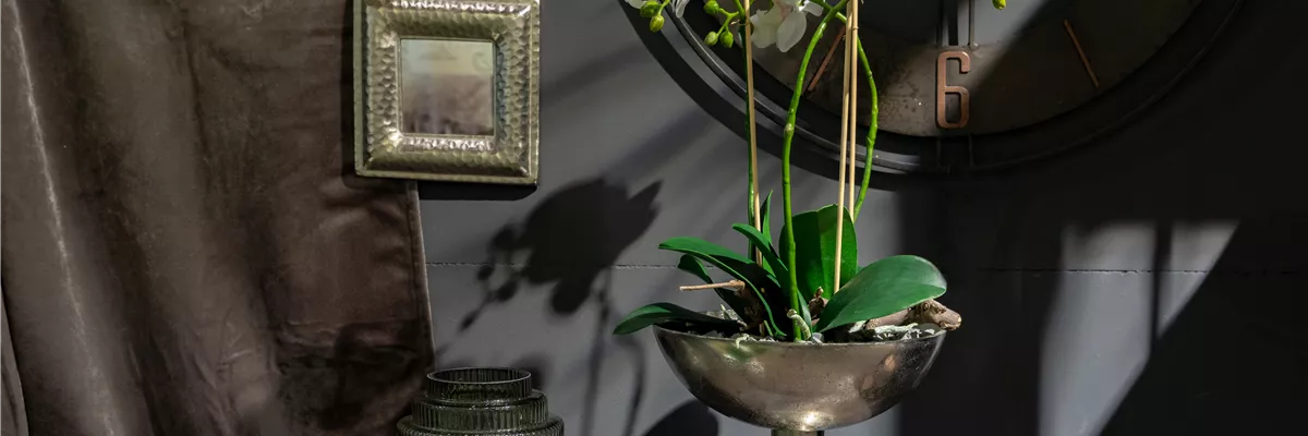 Deko - Ambiente mit Orchidee