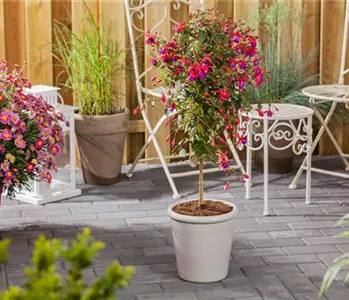 PFLANZIDEEN MIT STäMMCHEN