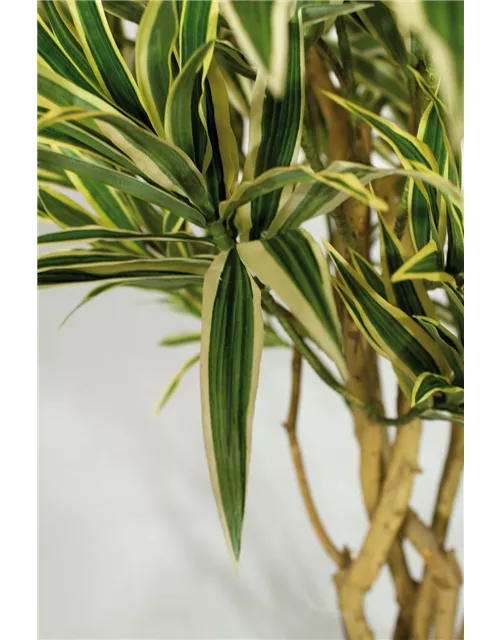 fleur ami DRACAENA REFLEXA Kunstpflanze
