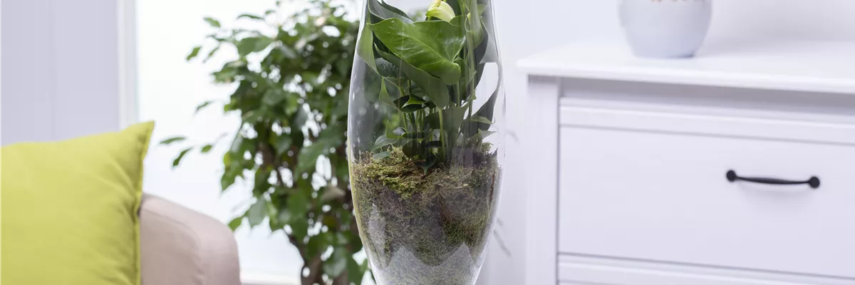 Anthurium x andreanum, weiß