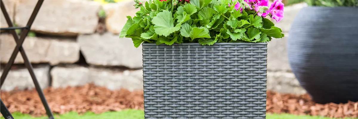 Blumenkasten mit Pelargonium