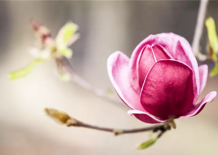 WIE GEHT... STRäUCHER PFLANZEN?