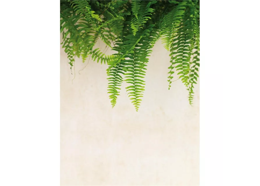 fleur ami POLYSTONE DIVIDE Raumteiler