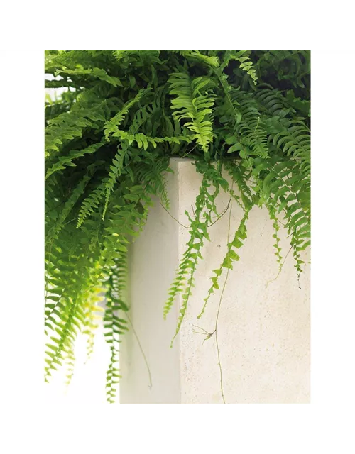 fleur ami POLYSTONE DIVIDE Raumteiler