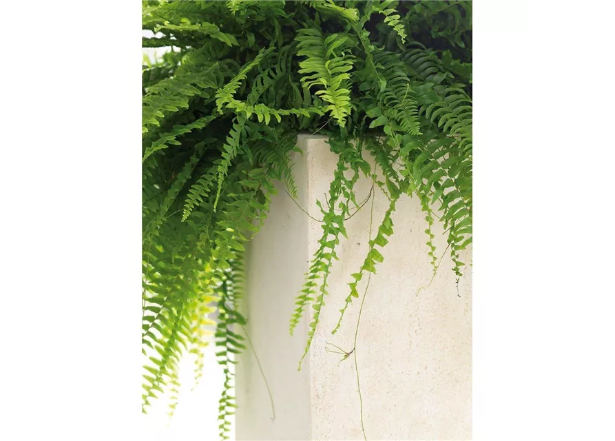 fleur ami POLYSTONE DIVIDE Raumteiler