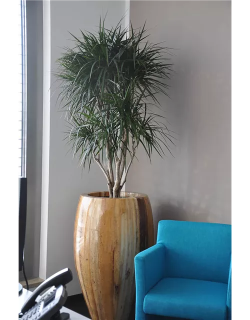 fleur ami NATURA BANANA Pflanzgefäß