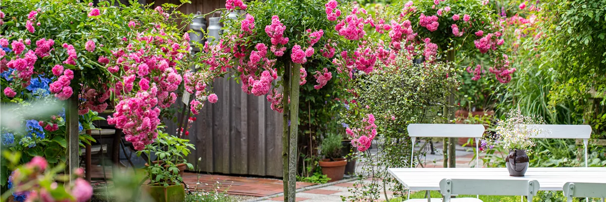 Gartenimpression - Hochstammrose