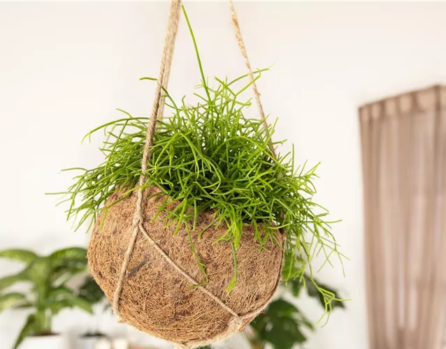 HäNGENDE ZIMMERPFLANZEN!