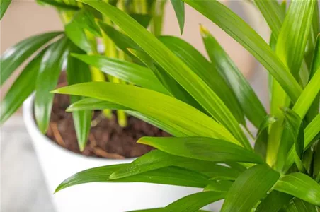 ZIMMERPFLANZEN FÜR GUTES RAUMKLIMA