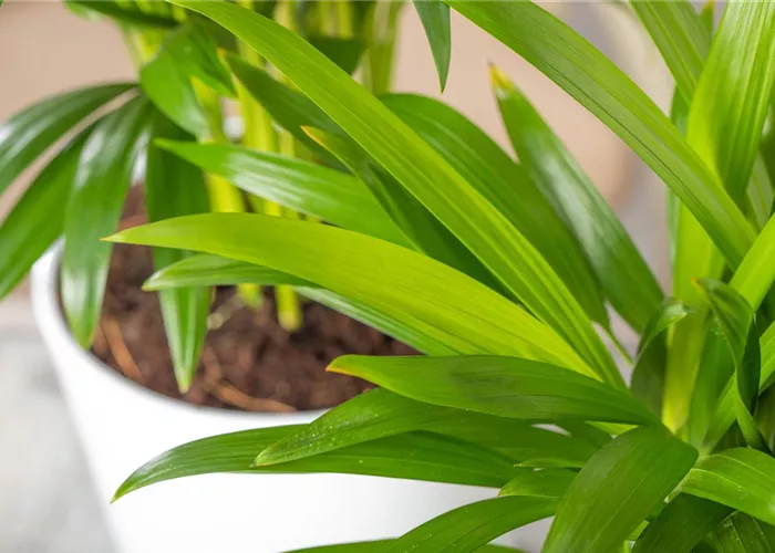 ZIMMERPFLANZEN FÜR GUTES RAUMKLIMA