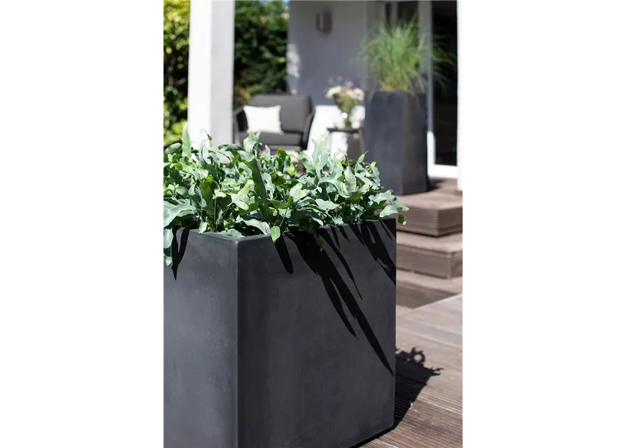 fleur ami DIVISION PLUS Pflanzgefäß