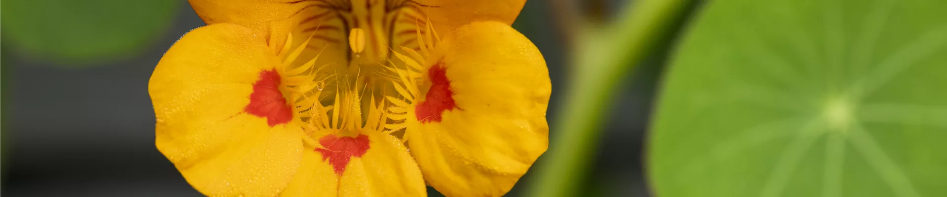 Tropaeolum minus