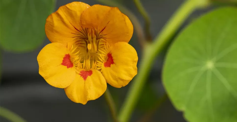 ESSBARE BLüTEN!