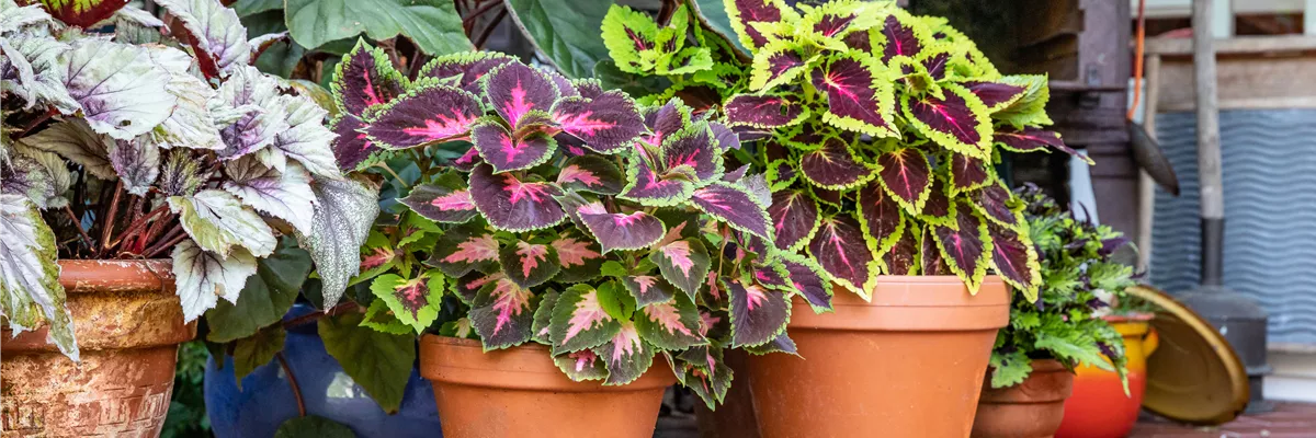 Buntnessel im Pflanzgefäß