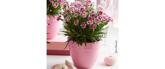 ESSBARE BLüTEN!