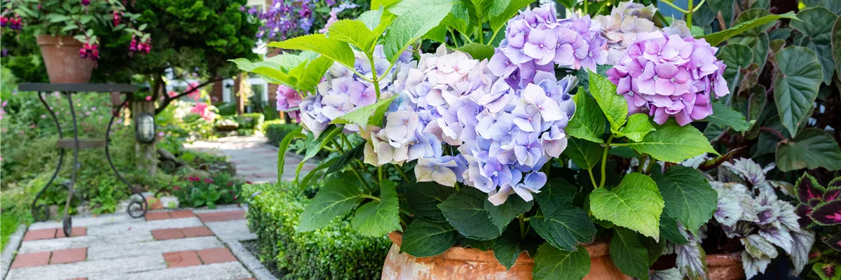 Hortensie im Pflanzgefäß