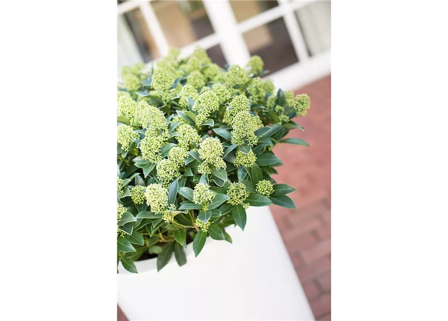 fleur ami PREMIUM CLASSIC Pflanzsäule