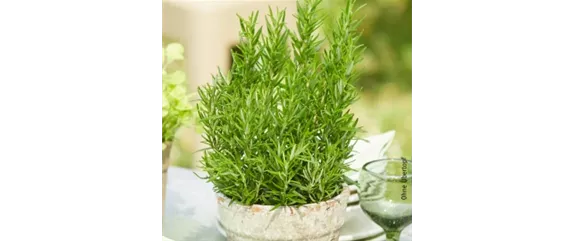 PFLANZE DER WOCHE: ROSMARIN