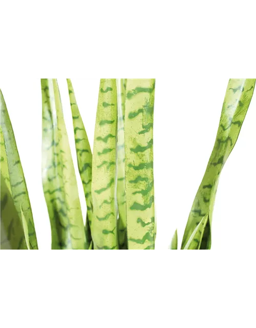 fleur ami SANSEVIERIA EXTRA Kunstpflanze