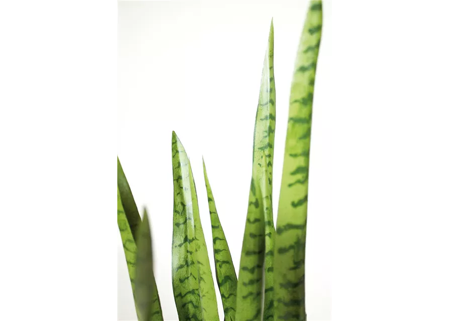 fleur ami SANSEVIERIA EXTRA Kunstpflanze