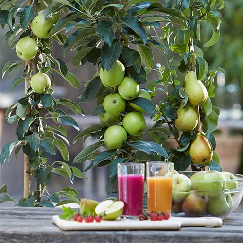 Seminar 1 'Herbstzeit ist die beste Pflanzzeit: Leckeres Obst aus eigenem Anbau'