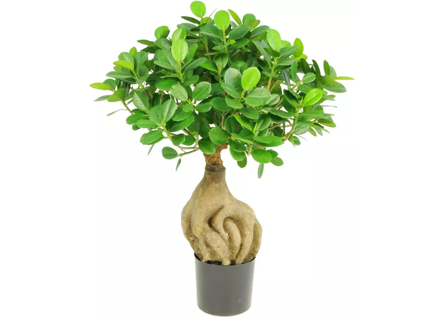 fleur ami FICUS PANDA BONSAI Kunstpflanze