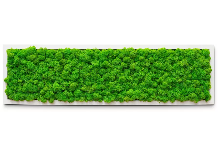 fleur ami PREMIUM Moos-Bild