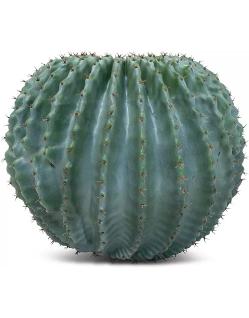 fleur ami GOLDKUGELKAKTUS Kunstpflanze