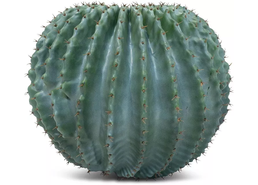 fleur ami GOLDKUGELKAKTUS Kunstpflanze