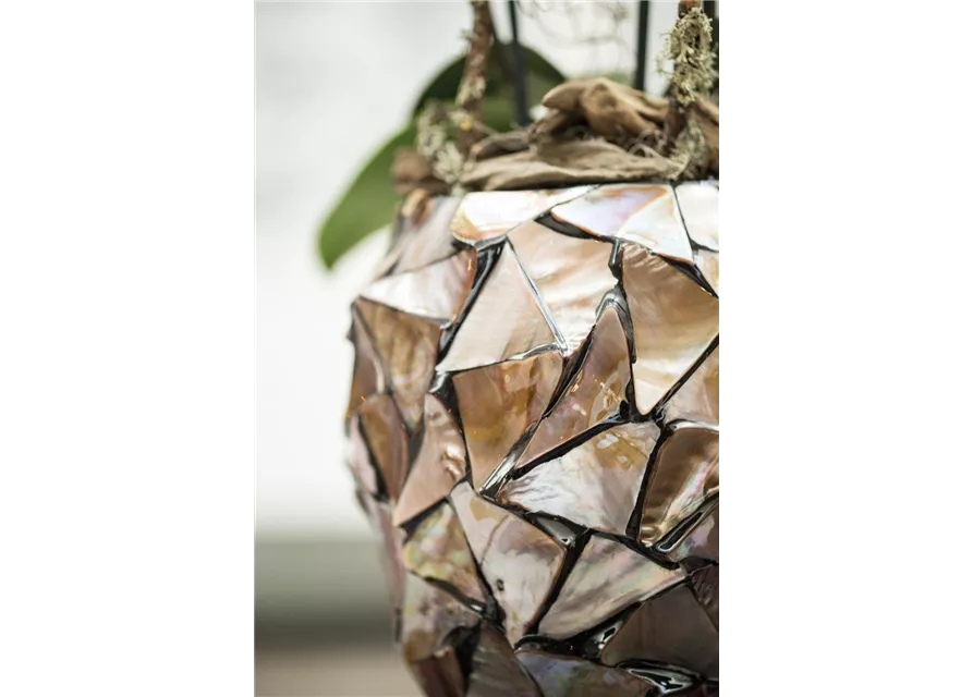 fleur ami MUSCHEL Orchideentopf