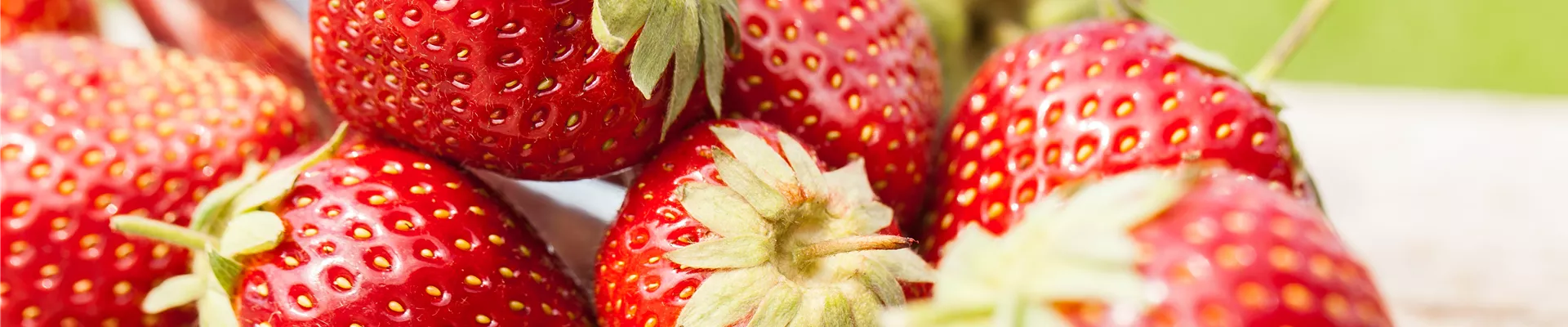 Fragaria x ananassa