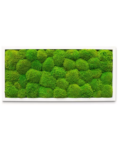 fleur ami PREMIUM Moos-Bild fleur ami PREMIUM Moos-Bild