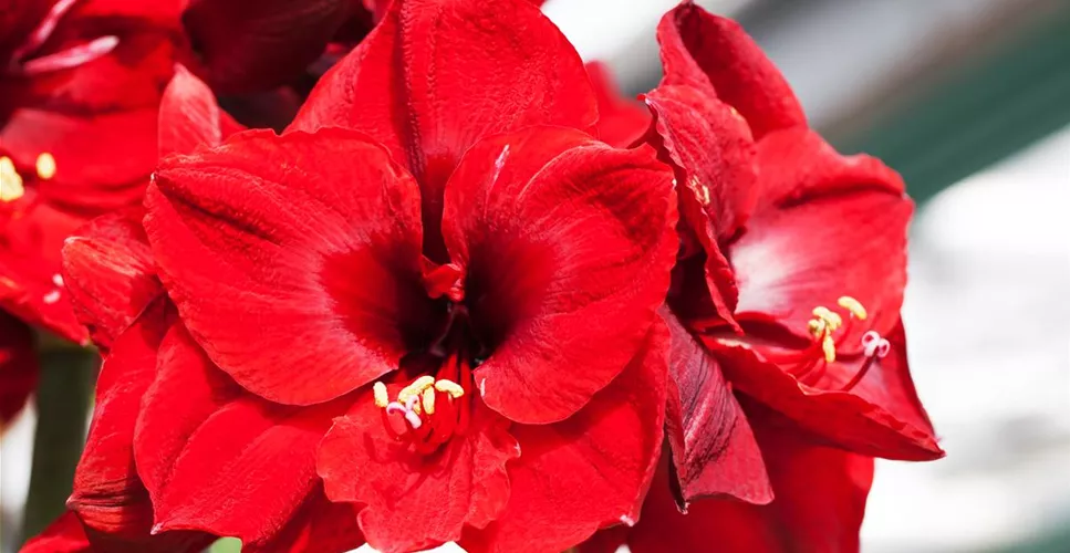 AMARYLLIS