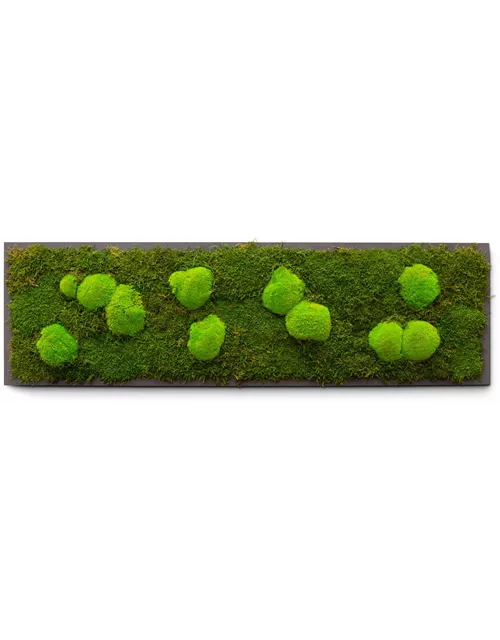fleur ami PREMIUM Moos-Bild fleur ami PREMIUM Moos-Bild