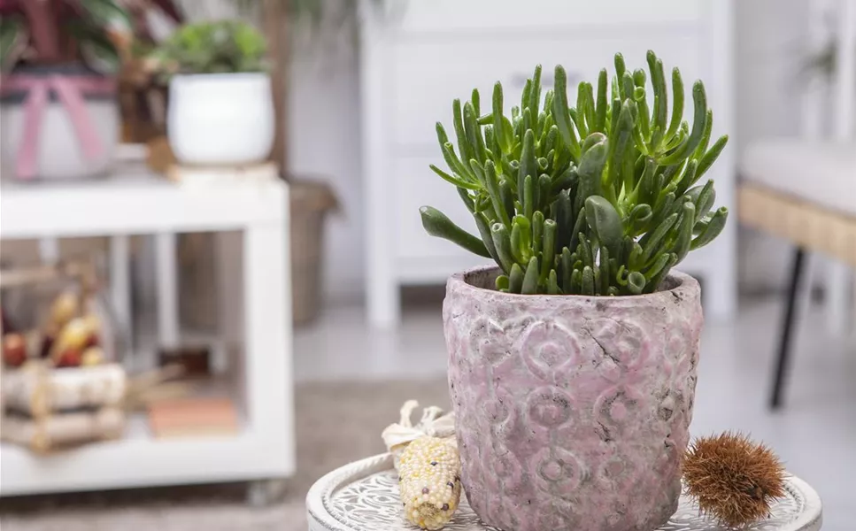 In Szene gesetzt! - Pflanzgefäße für innen