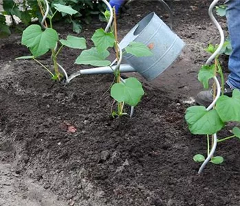 Gurken - Einpflanzen im Gemüsebeet